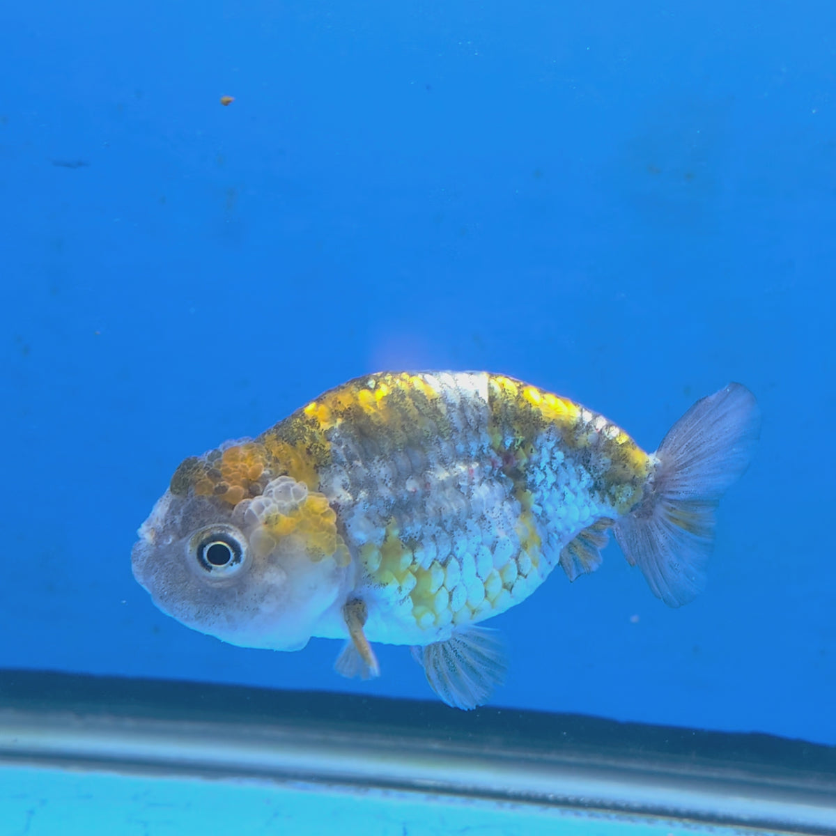 Thai Ranchu 2.50" Body Female (FEB-862)