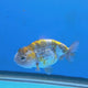Thai Ranchu 2.50" Body Female (FEB-862)