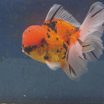 Thai Oranda Tiger Sakura 4.00" Body Male (FEB-734)SHOWTANKB