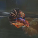 Live Male Betta Nemo Galaxy Halfmoon (MKP-589) High quality what you see what you get!!