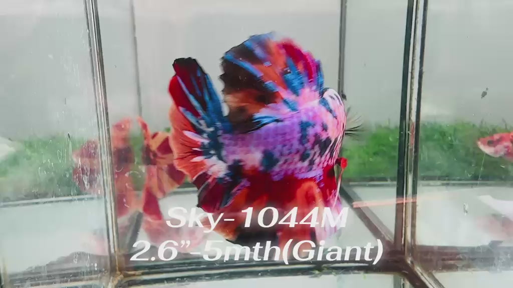 Live Male Betta Candy Marble Giants Plakat (Sky-1044)S123 High quality what you see what you get!!