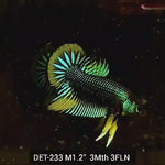 Live Male Betta Green-Yellow Imbellis Wild Plakat (DET-233) High quality what you see what you get!!