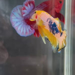 Live Male Betta Fancy Yellow Hellboy Startail Plakat (TNK-A174)High quality What you see What you get!!