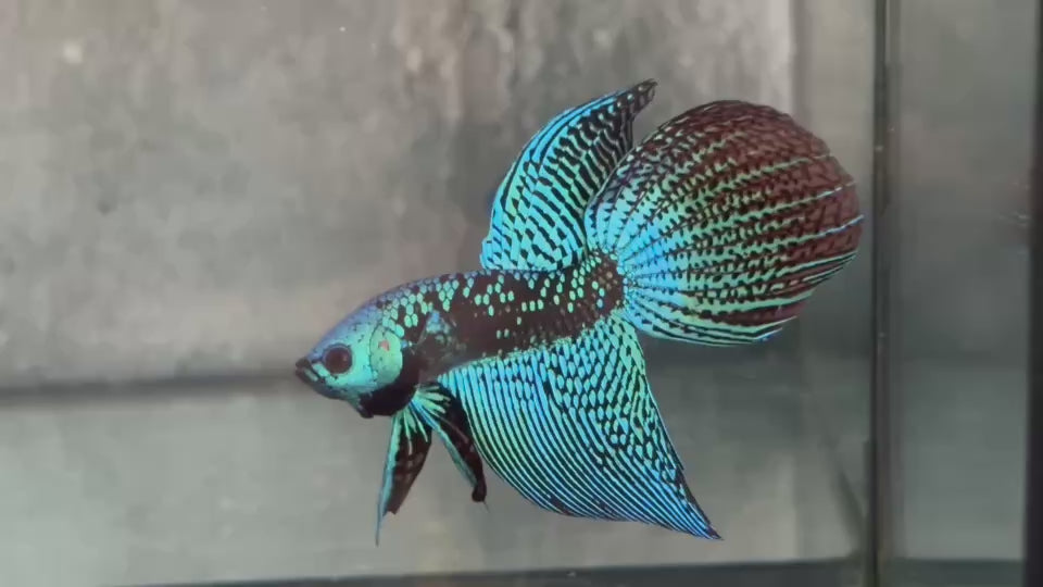 Live Male Betta Green Turquoise Samurai Alien Hybrid Wild Long tail (BID-205) High quality What you see What you get!!