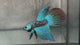 Live Male Betta Green Turquoise Samurai Alien Hybrid Wild Long tail (BID-205) High quality What you see What you get!!