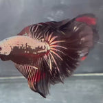 Live Male Betta Black Samurai Halfmoon (TNK-A240) High quality What you see What you get!!