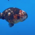 Chinese Ranchu Calico 4” Body Male(CK-1460)BLUETUBC