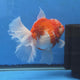 Thai Oranda Red and White Sakura Godzilla 4.5” Orchid Tail Body Female (G-FEB-104)BlueTubB