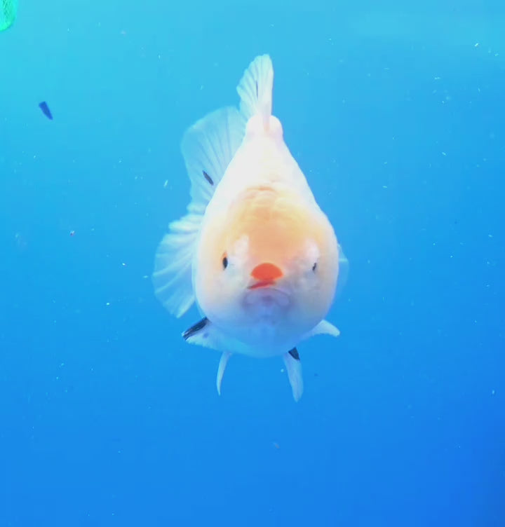 Thai Oranda White Tiger Godzilla 4 inch Body Female (FEB-942)BLUETUBC