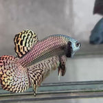 Live Male Betta Copper Alien Hybrid Wild Plakat (BID-59) High quality what you see what you get!!