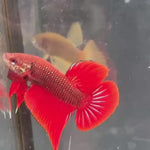 RED HYBRID SPLENDENS Male Wild Betta Our Choice (CBM-1094)