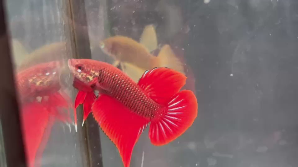 RED HYBRID SPLENDENS Male Wild Betta Our Choice (CBM-1094)