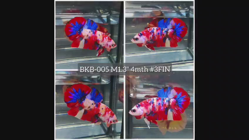 Live Male Betta Red Galaxy Koi Plakat (BKB-005) High quality what you see what you get!!