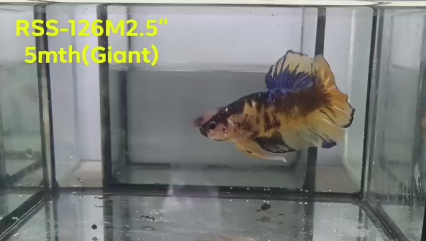 Live Male Betta Fancy Yellow Koi Giants Plakat (RSS-126) High quality what you see what you get!!