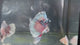 Live Male Betta Fancy Dark Colors Dumbo big ear Halfmoon (TNK-A673) High quality what you see what you get!!