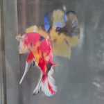 Live Male Betta Candy Sweet Metallic Plakat (TNK-A236) High quality What you see What you get!!