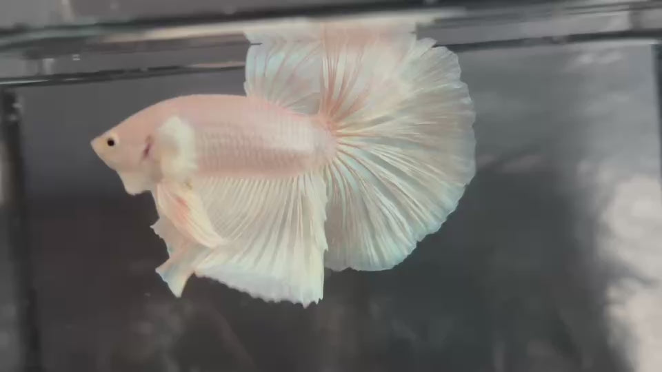 Live Male Betta Platinum White Solid color Halfmoon (TNK-A784) High quality What you see What you get!!