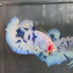Live Male Betta Blue Marble Polkadot Plakat (TNK-A737) High quality what you see what you get!!