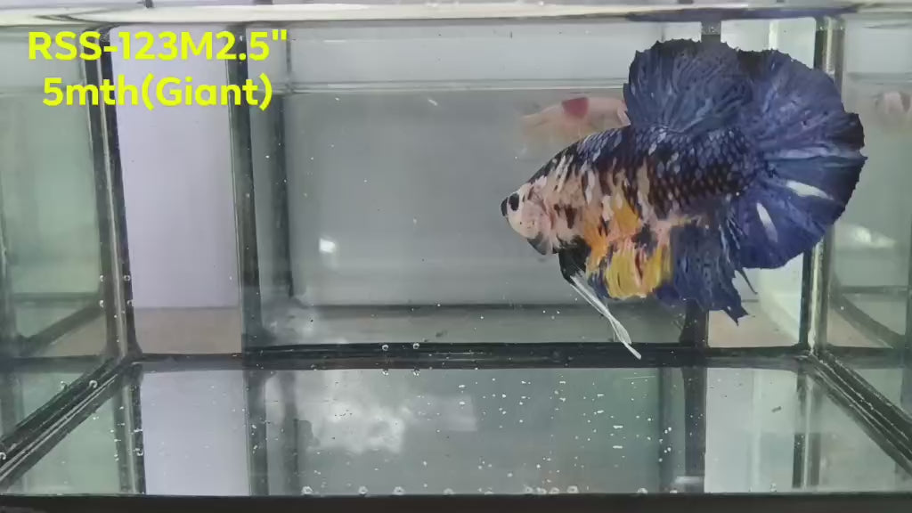 Live Male Betta Galaxy Koi Giants Plakat (RSS-123) High quality what you see what you get!!