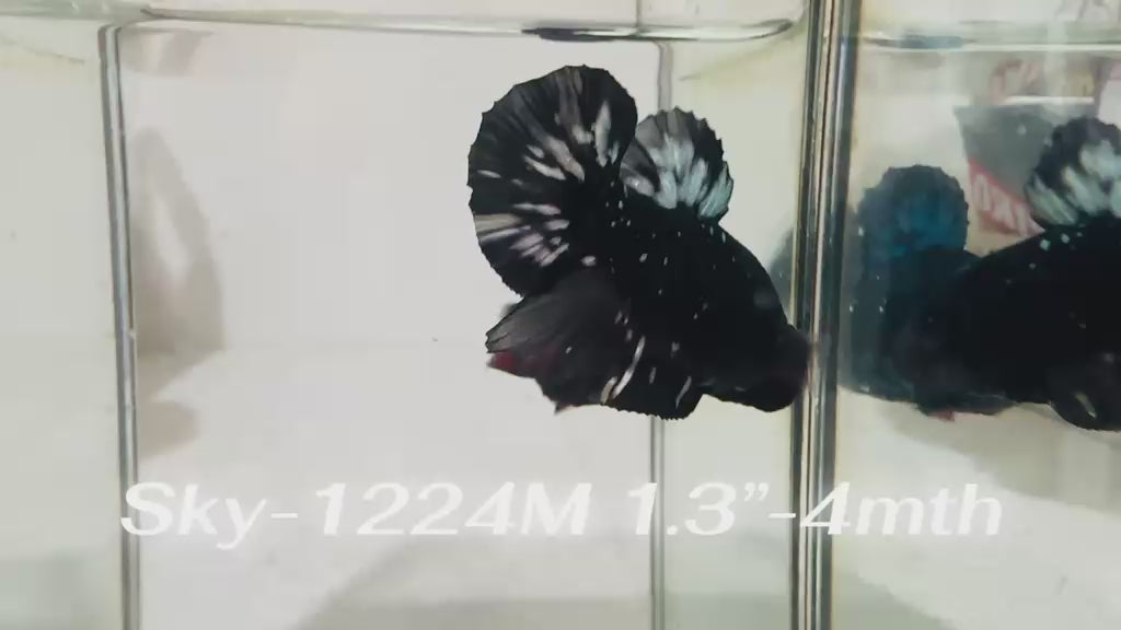 Live Male Betta Black Copper Galaxy Stardust Plakat (Sky-1224) High quality What you see What you get!!