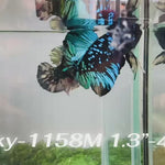 Live Male Betta Blue Black Galaxy Avatar Plakat (Sky-1158) High quality what you see what you get!!