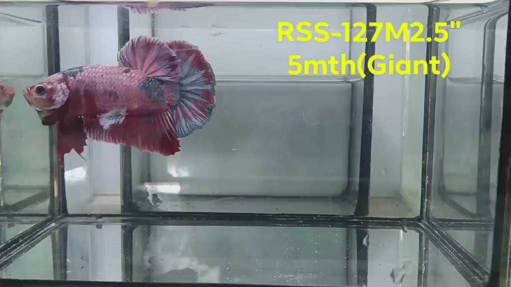 Live Male Betta Fancy Koi Giants Plakat (RSS-127) High quality what you see what you get!!
