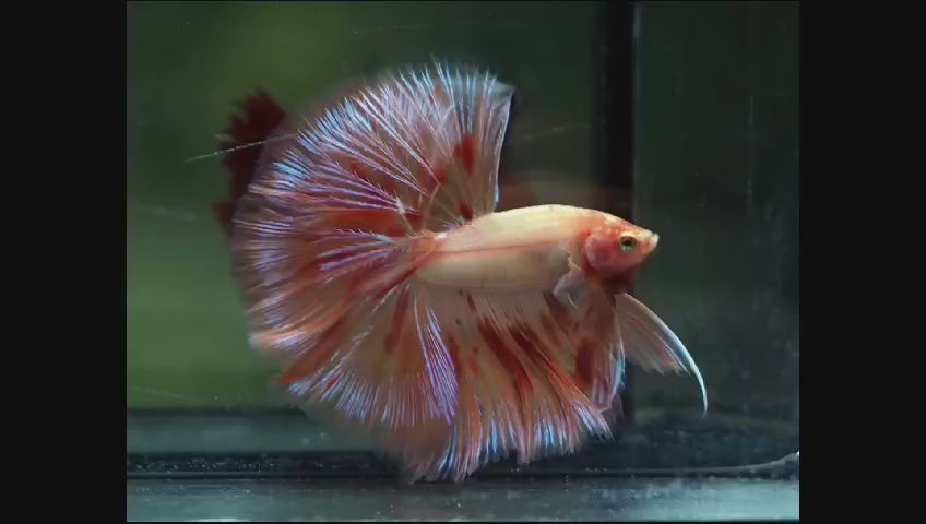 Armageddon (Vanda) Skyhawk Rosetail Over Halfmoon Male Betta