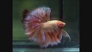 Armageddon (Vanda) Skyhawk Rosetail Over Halfmoon Male Betta