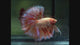 Armageddon (Vanda) Skyhawk Rosetail Over Halfmoon Male Betta