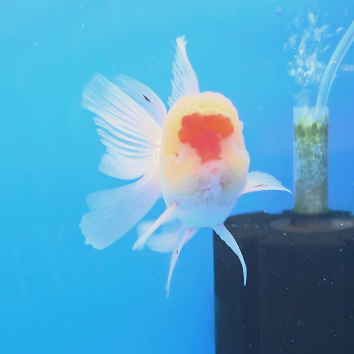 Thai Oranda Red Cap White 3"inch Body Female(FEB-916)R3A07