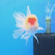 Thai Oranda Red Cap White 3"inch Body Female(FEB-916)R3A07
