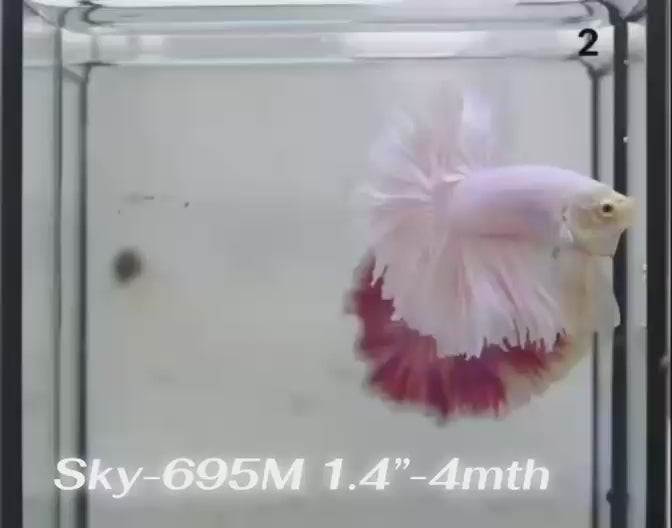 Live Male Betta Fancy Light Colors Halfmoon Rosetail (Sky-695) High quality What you see What you get!!