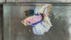 Live Male Betta Fancy Blue Grizzle Halfmoon (TNK-A781) High quality What you see What you get!!