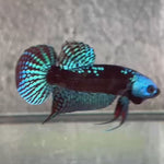 Live Male Betta Green Samurai Alien Hybrid Wild Plakat (BID-134)S274 High quality what you see what you get!!