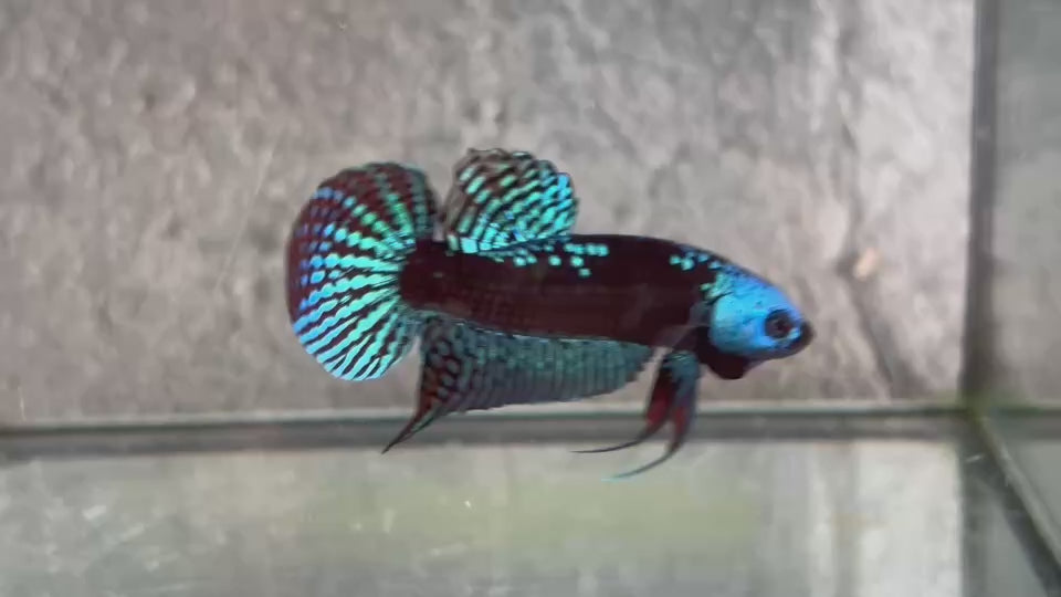 Live Male Betta Green Samurai Alien Hybrid Wild Plakat (BID-134)S274 High quality what you see what you get!!