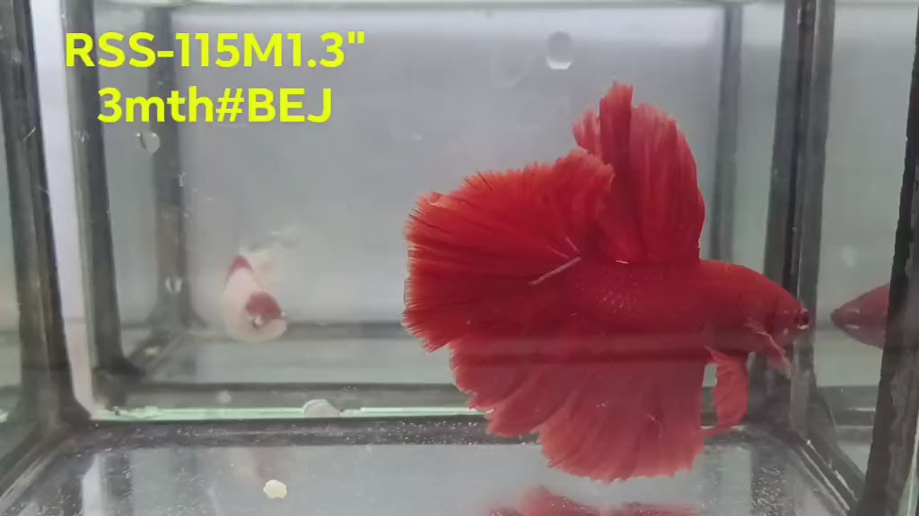 Live Male Betta Super Red Solid color Halfmoon (RSS-115) High quality what you see what you get!!