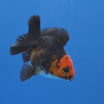 Thai Oranda Red Cap Black 2.00" Body male (FEB-744)R2B01