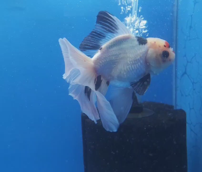 Thai Oranda Lemon Head Panda 3.00 inch Body male(FEB-835)R2B12