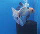 Thai Oranda Lemon Head Panda 3.00 inch Body male(FEB-835)R2B12