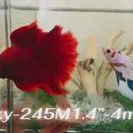 Live Male Betta Super Red solid color Halfmoon (Sky-245)High quality what you see what you get!!