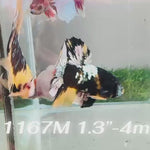 Live Male Betta Black Yellow Tiger Koi Plakat (Sky-1167) High quality what you see what you get!!