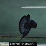 Live Male Betta Green Alien Wild Plakat (DET-278) High quality what you see what you get!!