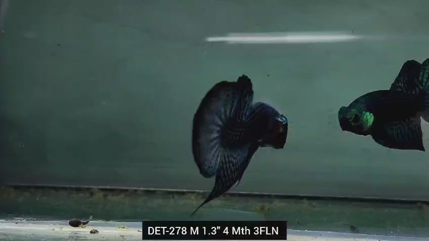 Live Male Betta Green Alien Wild Plakat (DET-278) High quality what you see what you get!!