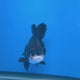 Thai Oranda Red Cap Panda 3.00" Body Female (FEB-797)R1B03