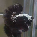 Live Male Betta Black Samurai Halfmoon (MKP-530) High quality what you see what you get!!