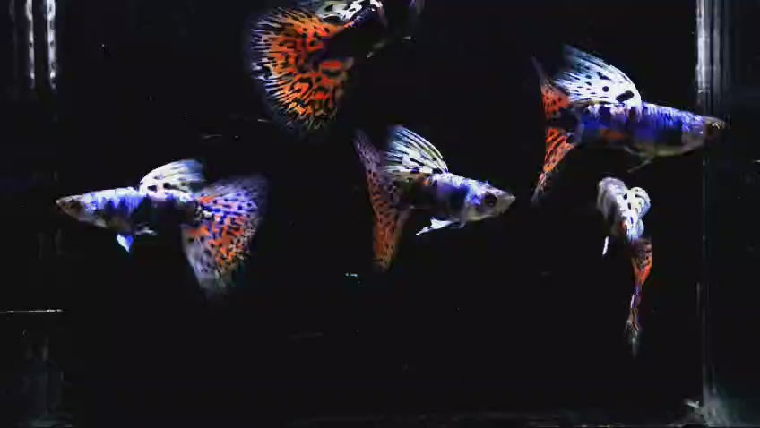 Rare Lazuri Rainbow Tiger Red Mosaic guppy