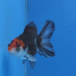 Thai Oranda Tri-Color style 2.75" Body Female (FEB-742)R2B01