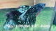 Live Male Betta Black Galaxy Avatar Halfmoon (Sky-1263) High quality What you see What you get!!