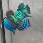 Live Male Betta Green Original Mahachai Wild Plakat (BID-104)S068 High quality what you see what you get!!