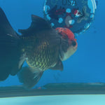 Thai Oranda JUMBO Tri-Color 4” Body Male(CK-1552)BLUETUB-A